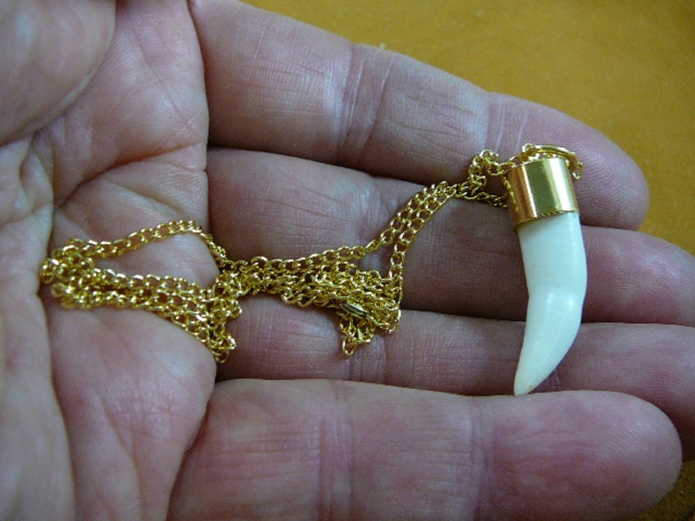 (G169-17) 1-1/4″ Alligator Tooth Teeth Gold plated brass capped pendant necklace
