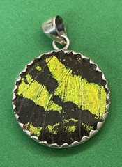 Madagascar Sunset Moth Wing Sterling Silver .925 Round Pendant Charm
