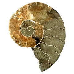 Madagascar Ammonite Fossil 3.5″ / 89mm Polished Specimen