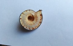 Natural sea shell pendant, 800 silver setting, brown beige, 2″ × 1 5/8″