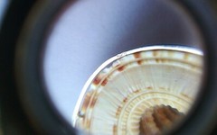 Natural sea shell pendant, 800 silver setting, brown beige, 2″ × 1 5/8″