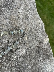 Labradorite & Dragon 🐉 Vein Agate Necklace 23.5” Stainless, Olive Green Beaded