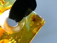 AMBER PENDANT Insect Gift Rectangular Baltic AMBER on Cord Unisex 4,6g 17897
