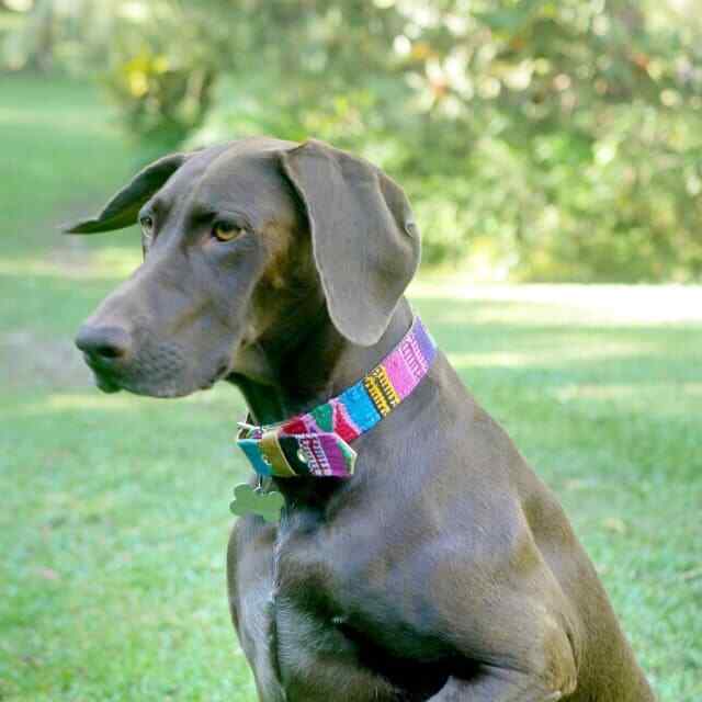 Hand Woven Mayan Pet Collars – Made in Guatemala