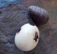 Tagua nut, ACAI Necklace Dark Red Hues, Chunky, Artisanal Handmade In Ecuador