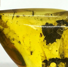 Amber Pendant 3 Insects Fossil Insect Inclusion Silver 925 Gold Plated 5,3g 6065