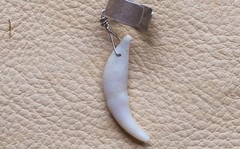 Real single red fox tooth on silver-plated brass ear cuff