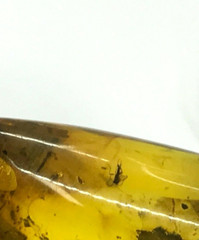 Amber Pendant 3 Insects Fossil Insect Inclusion Silver 925 Gold Plated 5,3g 6065