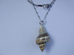 Boho Seashell Pendant NECKLACE 18″ Boho Mermaid Coastal USA Gift Seller New
