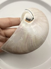 White Pearl Nautilus Shell Handmade Pendant in Half Cut Nautilus