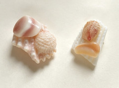 Handcrafted Shell Stud Earrings White Pink Beige Beach Nautical Lobe Post