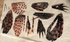 New Hand Crafted Custom Made Lionfish Keychain