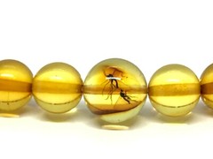 AMBER NECKLACE 2 INSECTS Gift Natural Baltic Amber Round Beads Insect 15g 17533