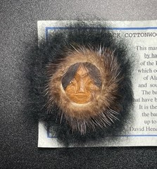 David Hendren Alaska Black Cottonwood Bark Carving Face Magnet w/ Fur & COA