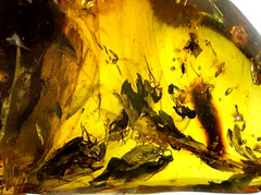 Amber Pendant With 5+ Insects Fossil Insect Inclusion Silver 925 Gold 10,4g 7369