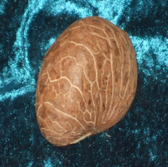 Goldstone Unakite Tagua Reversible Adjustable Necklace Gemstone Bone Skull Beads