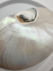 White Pearl Nautilus Shell Handmade Pendant in Half Cut Nautilus