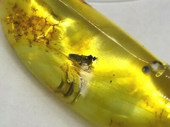 Amber Pendant Insect Fossil Insects Inclusion Silver 925 Gold Plated 4,2g 5734