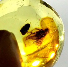 AMBER PENDANT With Insect Round Oval Bead Fossil Insects Ladies 4,6g 11418