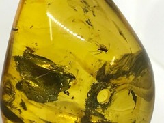 Amber Pendant 3 Insects Fossil Insect Inclusion Silver 925 Gold Plated 5,3g 6065
