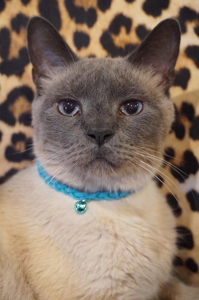 Multi-color Braided Leather 10″ Necklace Collars For Cats