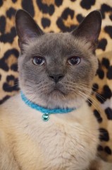 Multi-color Braided Leather 10″ Necklace Collars For Cats