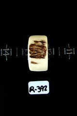 BROWN HANDCRAFTED OOAK SHED DEER, ELK ANTLER RING,SIZE 12 1/2, R-392