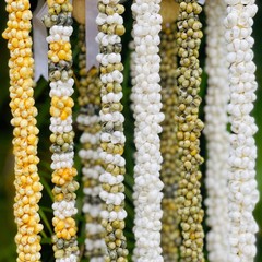 da Hawaiian Store Mongo Shell Lei Necklace (Choose color and 20″ or 29″)