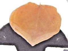 HANDCRAFTED GENUINE PETRIFIED PRESERVED LEAF PIN ARTISAN VINTAGE APRICOT COLOR