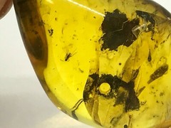 Amber Pendant 3 Insects Fossil Insect Inclusion Silver 925 Gold Plated 5,3g 6065