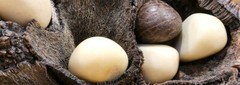 Handcrafted Tagua and ACAI seed Organic Necklace, made in ECUADOR Vegan jewelry