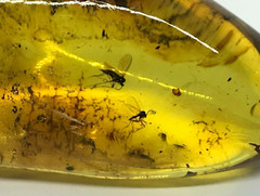 Amber Pendant 2 Insects Fossil Insect Inclusion Silver 925 Gold Plated 6,7g 7349