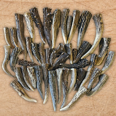 24 Pack – Medium Deer Antler Gnarly Brow tine Tips, Points, Pendants (Grade A)