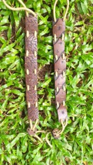 BRANDED Hand Craft NATURAL COCONUT SHELL Bracelet / Bangle for Women /Men