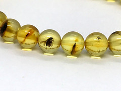 Amber Bracelet INSECT in EVERY BEAD Gift Baltic Round Beads Insects 5,1g 17464