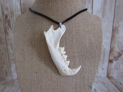 Bobcat Jawbone Pendant Leather Necklace Animal Jaw bone Jewelry ( Lynx rufus)
