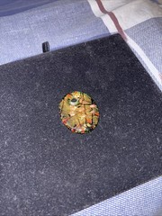 1 1/2 inch blown glass pendant