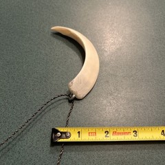 Arkansas Wild Razorback Tooth Pendant Necklace ( #4)