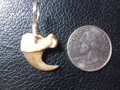 Extra Large Bobcat Claw Pendant With Jewelers Silver Wire Hand Wrap