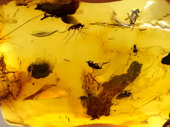Amber Pendant 4 Insects Natural Baltic Fossil Inclusion Silver 925 Gold 5,9g2179