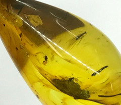 Amber Pendant 3 Insects Fossil Insect Inclusion Silver 925 Gold Plated 5,3g 6065