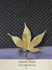 Vtg Rare MICHAEL MICHAUD Bronze Japanese Maple Flower Pin/brooch Pre Owned #H