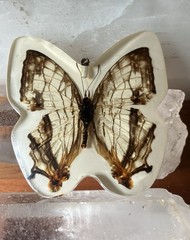 Real Butterfly * Pendant * Dipped In Resin