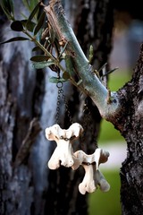 Real Wild Turkey Vertebrae Dangle Earrings